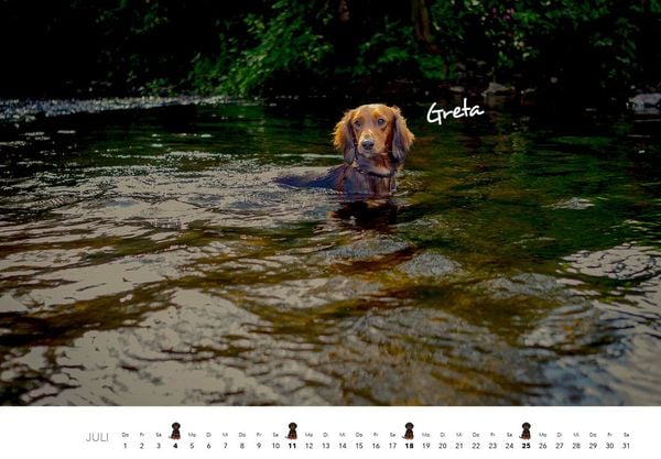 Produktbild: Dackel 2027 Wandkalender Hundekalender