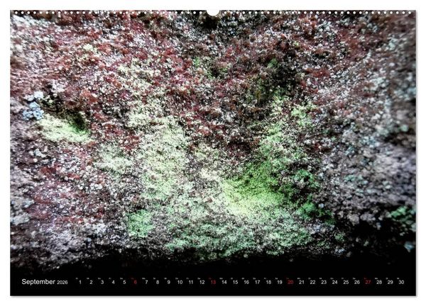 Produktbild: Welt der Flechten (hochwertiger Premium Wandkalender 2026 DIN A2 quer), Kunstdruck in Hochglanz