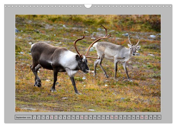 Produktbild: Rentiere im Hohen Norden (Wandkalender 2026 DIN A3 quer), CALVENDO Monatskalender