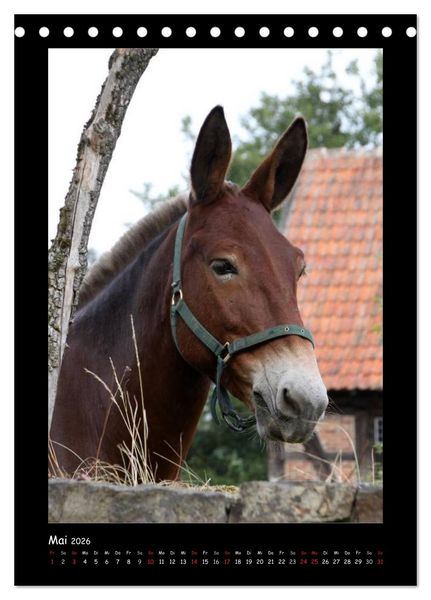 Produktbild: Esel und Mulis (Tischkalender 2026 DIN A5 hoch), CALVENDO Monatskalender