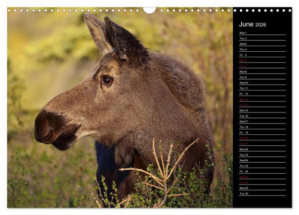 Produktbild: North America's Wildlife (Wall Calendar 2026 DIN A3 landscape), CALVENDO 12 Month Wall Calendar