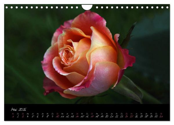 Produktbild: Rosen Romanze - Visuelle Musik (Wandkalender 2026 DIN A4 quer), CALVENDO Monatskalender