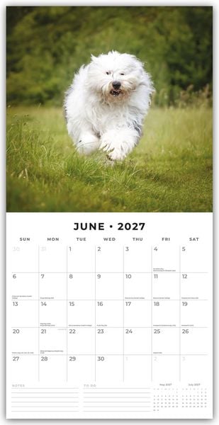 Produktbild: Old English Sheepdogs &ndash; Bobtail 2027 &ndash; 16-Monatskalender