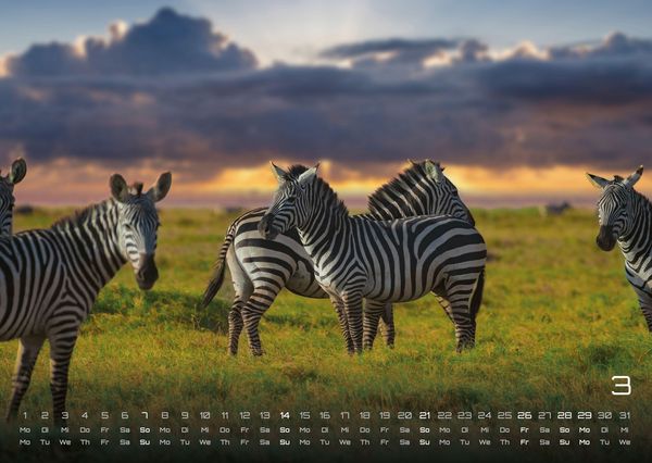 Produktbild: Afrikas Tierwelt - Der Tierkalender - 2027 - Kalender DIN A3