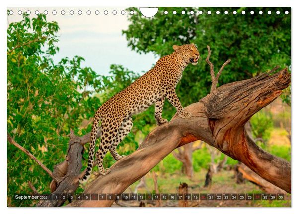 Produktbild: Katzen im Busch (Wandkalender 2026 DIN A4 quer), CALVENDO Monatskalender