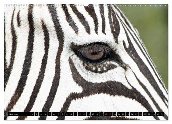 Produktbild: Zebras - Ungez&auml;hmte Kraft (Wandkalender 2026 DIN A2 quer), CALVENDO Monatskalender