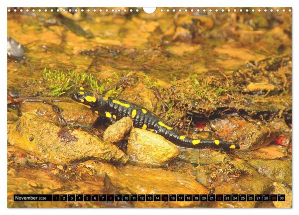 Produktbild: Im Revier der Salamander (Wandkalender 2026 DIN A3 quer), CALVENDO Monatskalender