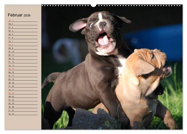 Produktbild: Bulldoggen-Kinder (hochwertiger Premium Wandkalender 2026 DIN A2 quer), Kunstdruck in Hochglanz