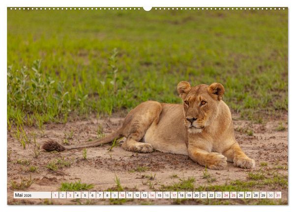 Produktbild: Afrikas wilde Katzen (hochwertiger Premium Wandkalender 2026 DIN A2 quer), Kunstdruck in Hochglanz