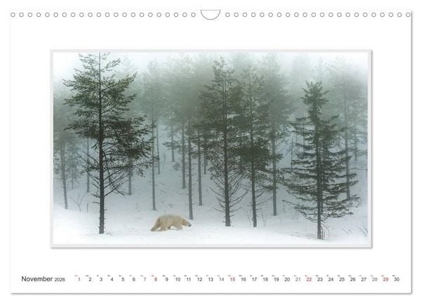 Produktbild: Emotionale Momente: Der Eisb&auml;r. (Wandkalender 2026 DIN A3 quer), CALVENDO Monatskalender