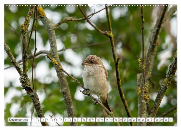 Produktbild: Wildv&ouml;gel 2026 (Wandkalender 2026 DIN A2 quer), CALVENDO Monatskalender