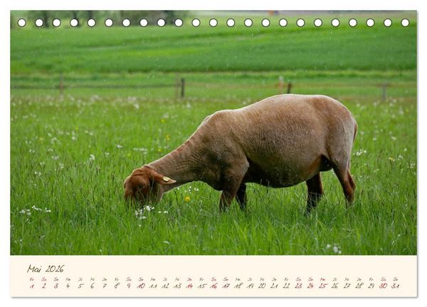 Produktbild: Coburger Fuchsschaf (Tischkalender 2026 DIN A5 quer), CALVENDO Monatskalender