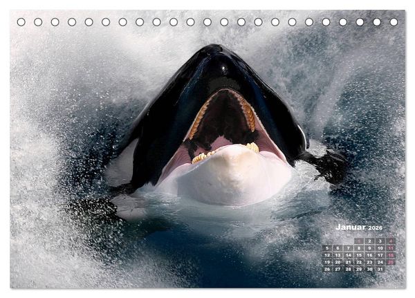 Produktbild: WILDE TIERE IN AKTION (Tischkalender 2026 DIN A5 quer), CALVENDO Monatskalender