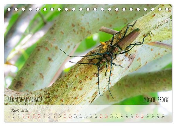 Produktbild: K&auml;fer-Wunderwelten (Tischkalender 2026 DIN A5 quer), CALVENDO Monatskalender