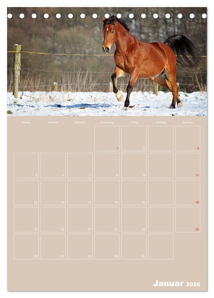 Produktbild: Pferde / Planer (Tischkalender 2026 DIN A5 hoch), CALVENDO Monatskalender