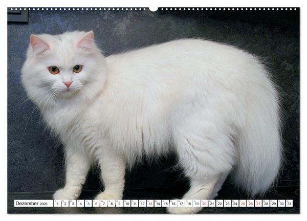 Produktbild: Die Perserkatze - Farbschlag Wei&szlig; (Wandkalender 2026 DIN A2 quer), CALVENDO Monatskalender