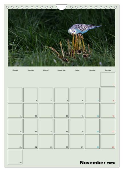 Produktbild: Wellensittiche Terminplaner (Wandkalender 2026 DIN A4 hoch), CALVENDO Monatskalender