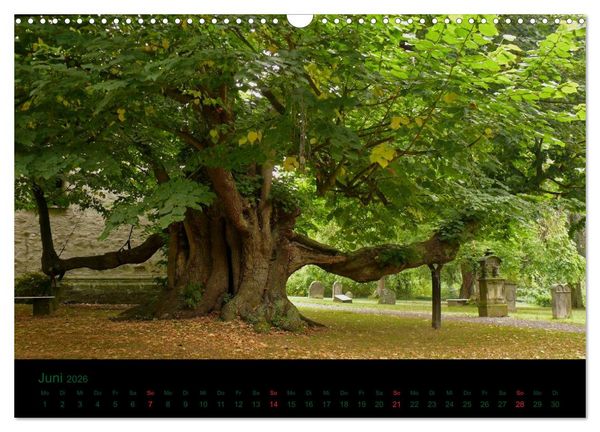 Produktbild: Baumgefl&uuml;ster (Wandkalender 2026 DIN A3 quer), CALVENDO Monatskalender