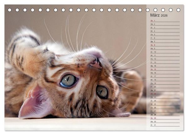 Produktbild: Die Bengalkatze. Edition Jungtiere (Tischkalender 2026 DIN A5 quer), CALVENDO Monatskalender
