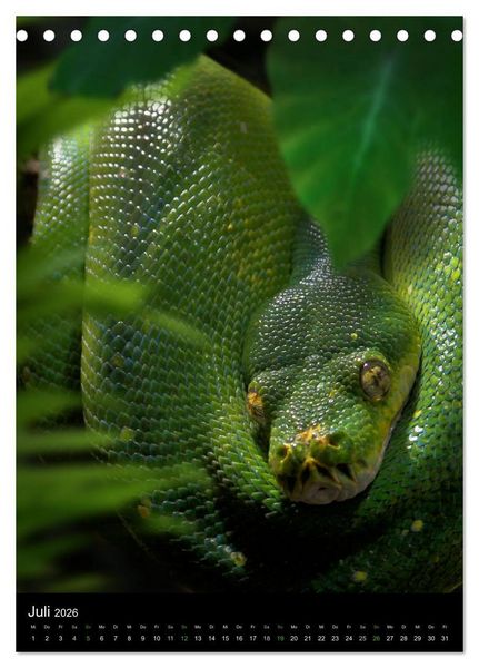 Produktbild: Auge in Auge mit coolen Typen - REPTILIEN (Tischkalender 2026 DIN A5 hoch), CALVENDO Monatskalender