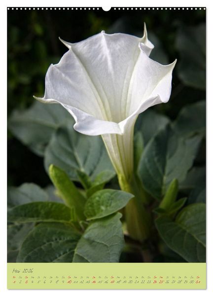 Produktbild: Brugmansia & Datura - Exotische Sch&ouml;nheiten (hochwertiger Premium Wandkalender 2026 DIN A2 hoch), Kunstdruck in Hochglanz