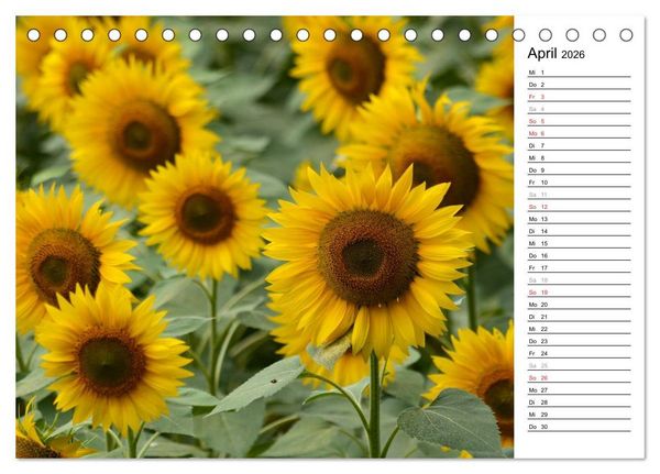 Produktbild: Ein Jahr lang Sonnenblumen (Tischkalender 2026 DIN A5 quer), CALVENDO Monatskalender