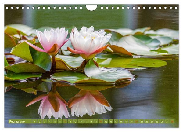 Produktbild: Zauberhafte Seerosen (Wandkalender 2027 DIN A4 quer), CALVENDO Monatskalender