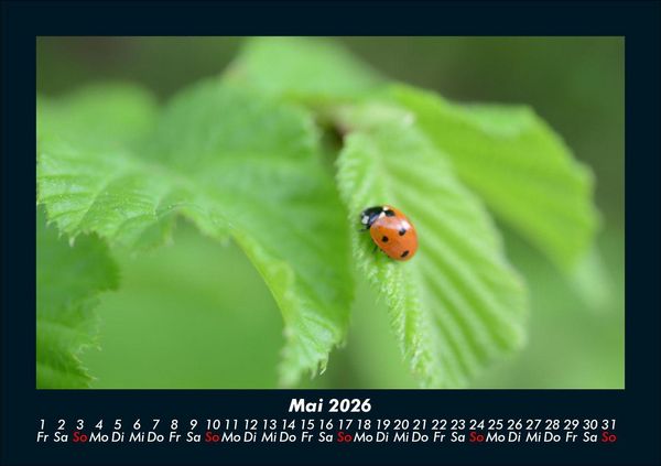Produktbild: K&auml;fer 2026 Fotokalender DIN A5