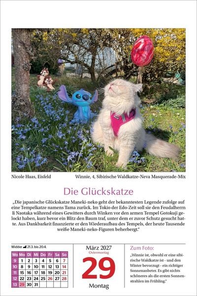 Produktbild: Katzen Tageskalender 2027
