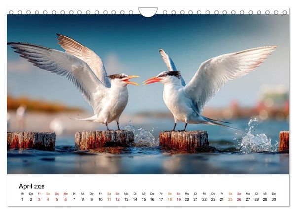 Produktbild: Seeschwalben - Meister der L&uuml;fte (Wandkalender 2026 DIN A4 quer), CALVENDO Monatskalender