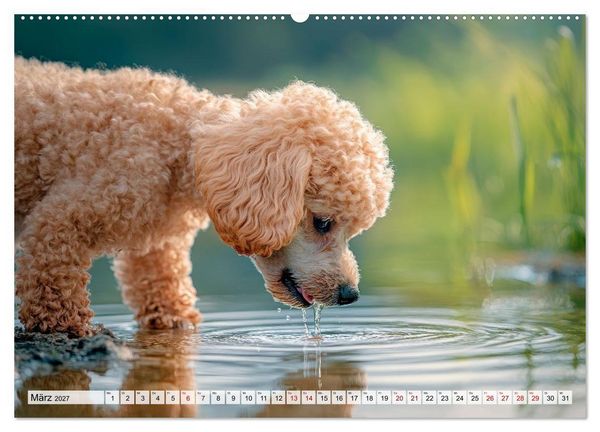 Produktbild: Lieblingshund Pudel (Wandkalender 2027 DIN A2 quer), CALVENDO Monatskalender