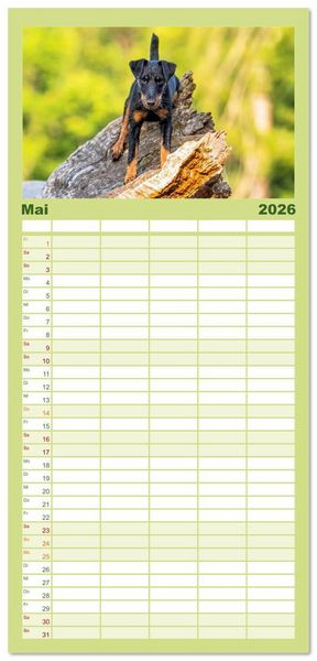 Produktbild: Familienplaner 2026 - Deutscher Terrier - ein leidenschaftlicher J&auml;ger mit 5 Spalten (Wandkalender, 21 x 45 cm) CALVENDO