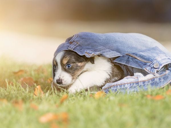 Produktbild: CALVENDO Puzzle Border Collie Welpe mit Jeans 1000 Teile Lege-Gr&ouml;&szlig;e 64 x 48 cm Foto-Puzzle Bild von Andrea Mayer Tierfotografie