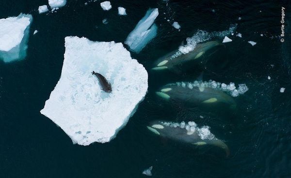 Produktbild: Wildlife Fotografien des Jahres &ndash; Portfolio 33