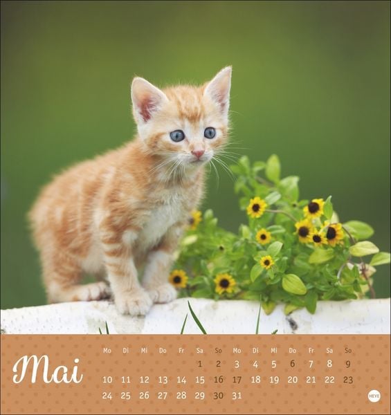 Produktbild: Katzen Postkartenkalender Kleine Tiger 2027