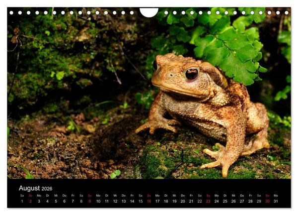 Produktbild: Fr&ouml;sche (Wandkalender 2026 DIN A4 quer), CALVENDO Monatskalender