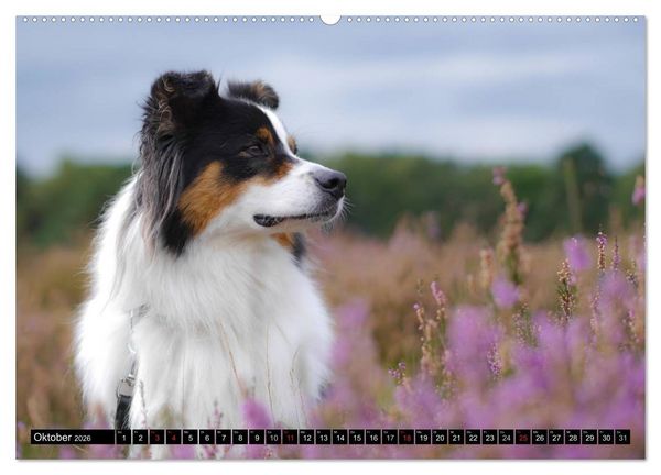 Produktbild: Australian Shepherd - Lebensfreude auf vier Pfoten (Wandkalender 2026 DIN A2 quer), CALVENDO Monatskalender