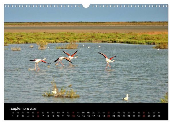 Produktbild: Camargue Entre mer et nature (Calendrier mural 2026 DIN A3 vertical), CALVENDO calendrier mensuel