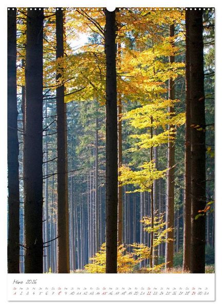 Produktbild: Meine sch&ouml;nsten B&auml;ume (hochwertiger Premium Wandkalender 2026 DIN A2 hoch), Kunstdruck in Hochglanz