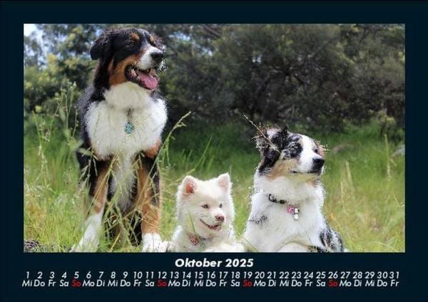 Produktbild: Der Hundekalender 2025 Fotokalender DIN A5