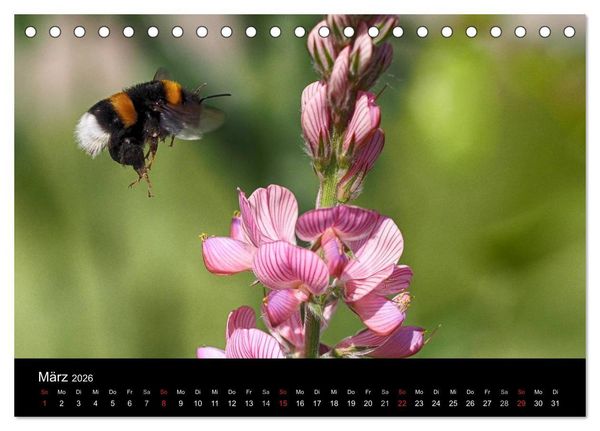Produktbild: Hummelflug (Tischkalender 2026 DIN A5 quer), CALVENDO Monatskalender