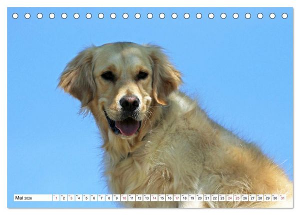 Produktbild: Golden Retriever ein treuer Begleiter (Tischkalender 2026 DIN A5 quer), CALVENDO Monatskalender