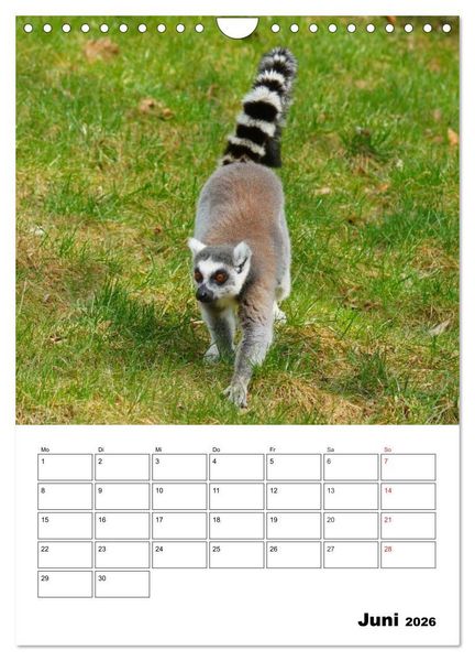 Produktbild: Katta Terminplaner (Wandkalender 2026 DIN A4 hoch), CALVENDO Monatskalender