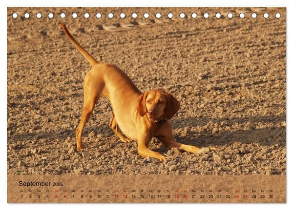 Produktbild: Magyar Vizsla - Ungarischer Vorstehhund (Tischkalender 2026 DIN A5 quer), CALVENDO Monatskalender