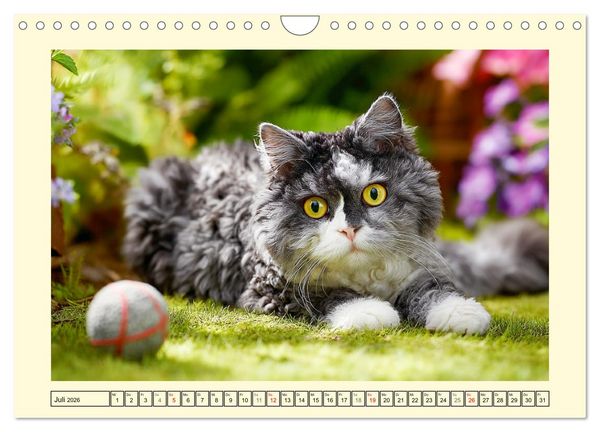 Produktbild: Selkirk Rex Katzen. Lockenzauber im Blumengarten (Wandkalender 2026 DIN A4 quer), CALVENDO Monatskalender