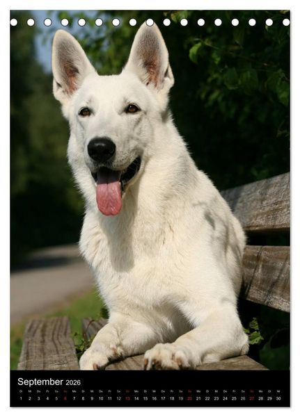 Produktbild: Deutscher Sch&auml;ferhund (Tischkalender 2026 DIN A5 hoch), CALVENDO Monatskalender