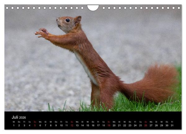 Produktbild: Mit dem Eichh&ouml;rnchen durchs Jahr (Wandkalender 2026 DIN A4 quer), CALVENDO Monatskalender