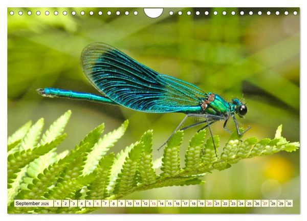Produktbild: Farbenpracht der Insekten (Wandkalender 2026 DIN A4 quer), CALVENDO Monatskalender