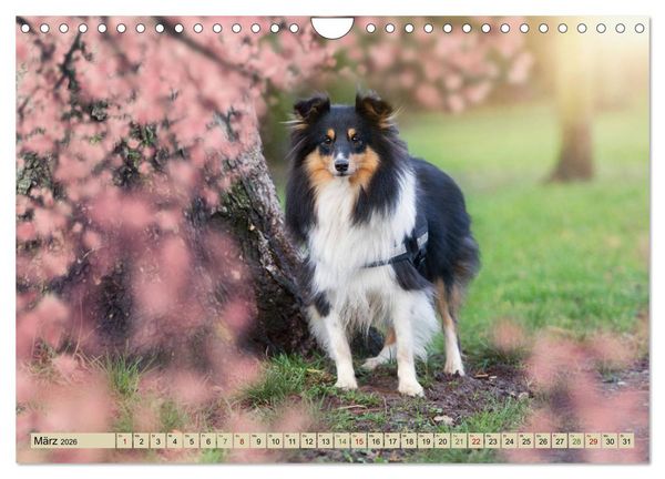 Produktbild: SHELTIES Liebe auf 4 Pfoten (Wandkalender 2026 DIN A4 quer), CALVENDO Monatskalender
