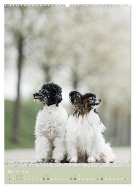 Produktbild: Flora Canidae - der Hunde-Bl&uuml;hpflanzen-Kalender (Wandkalender 2026 DIN A2 hoch), CALVENDO Monatskalender